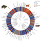 A graphic chronicling the impact of chytrid by genus. Atelopus, a genus of toads found largely in Central and South America, has been hit the hardest.